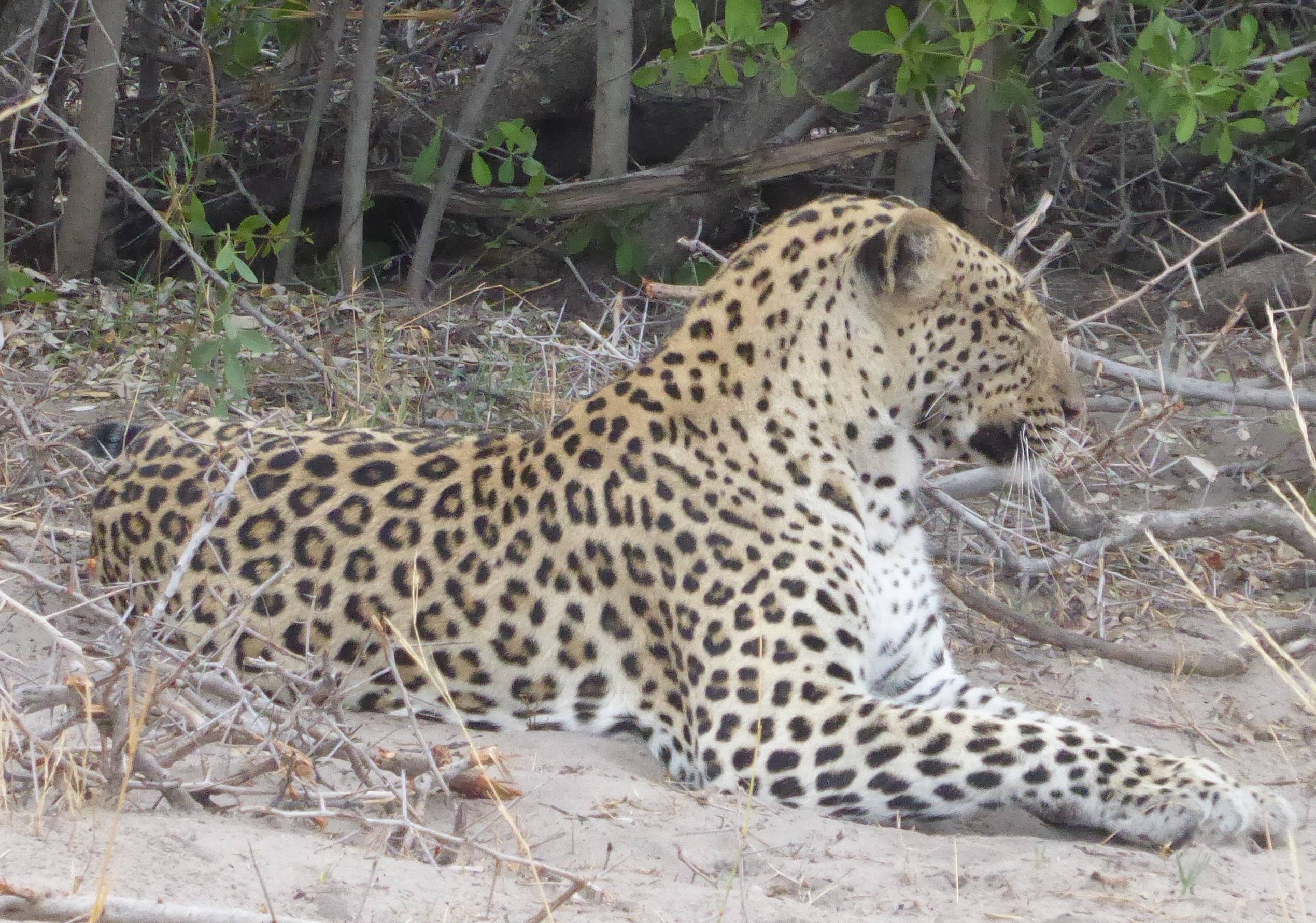 Male leopard Selinda